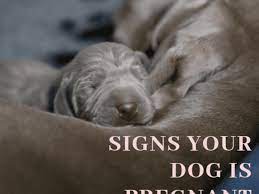 How Long Is Canine Gestation Signs And Stages Of Dog Pregnancy Pethelpful