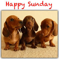 Pin By Simone Stein On It S The Weekend Happy Sunday Labrador Retriever Happy Saturday