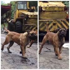 Boerboel dog breed information including pictures, training, behavior, and care of boerboels. Which Is Overall The Toughest And Strongest A Rottweiler An American Pit Bull Terrier Or An American Bulldog Quora