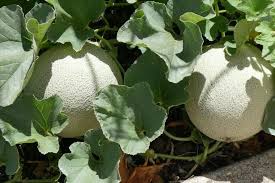 Gardeners.com has been visited by 10k+ users in the past month Cantaloupes Planting Growing And Harvesting Cantaloupes Muskmelons The Old Farmer S Almanac