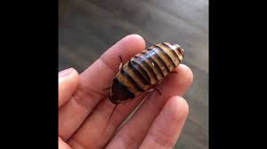 Halloween hissers are smaller and softer than the standard madagascar hisser. Halloween Hissing Cockroaches Youtube