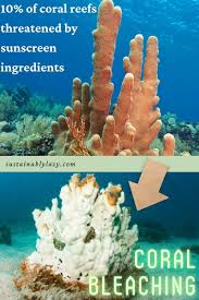 Check spelling or type a new query. The Ultimate Guide To Reef Safe Natural Sunscreen 2021 Sustainably Lazy