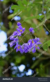 Image result for Solanum seaforthianum
