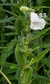 Image result for Sesamum angustifolium