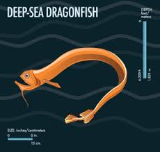 What animals lives at the bottom of the mariana trench? 10 Weird Creatures From The Mariana Trench Howstuffworks