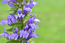 Image result for Lobelia minutula