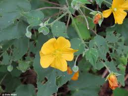 Image result for Abutilon mauritianum
