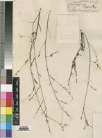 Image result for Phyllanthus paxii