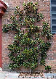 Deck The Walls And Hedges Hedges Garden Styles Boxwood Garden