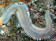Image result for Polychaeta spp.