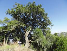 Image result for Juniperus procera