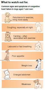 Heart Disease In Dogs Daisy Hill Veterinary Clinic