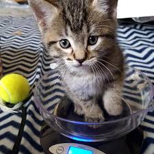 Hawthorne cat is located in san diego, ca. Kitten Adoption San Diego Adopt A Kitten Helen Woodward Animal Center