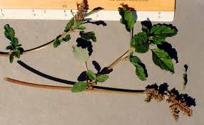 Image result for Amaranthus deflexus