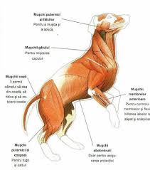 Miscarea se realizeaza cu ajutorul a doua sisteme: Sistemul Osos La Mamifere Despre ViaÈ›a Din Romania