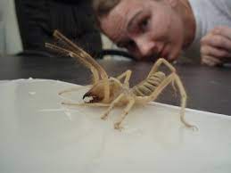 Camel spider size, speed & dangers explained here. Spinnentiere Camel Spider Die Besten 100 Bilder In Vielen Kategorien