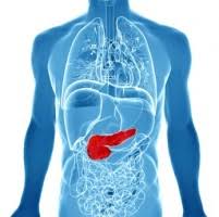 Most pancreatic tumors develop in the organ's exocrine. Cancer Du Pancreas Symptomes Traitements Creapharma