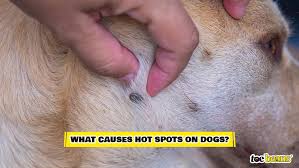 Image result for hotspot dogs