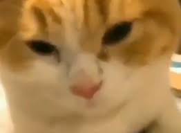 Maybe you would like to learn more about one of these? Lihat Bawang Diiris Kucing Ini Nangis Gemas Sekaligus Kasihan Kenapa Ya Kucing Bisa Menangis Semua Halaman Kids