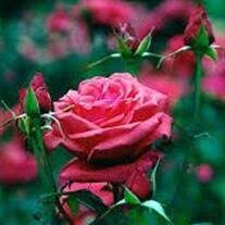 Peggy Sikes Obituary