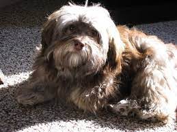 Check out our chocolate havanese selection for the very best in unique or custom, handmade pieces from our шоколад shops. Chocolate Sable Color Changes Havanese Puppies Havanese Dogs Havanese Colors