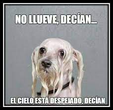 Memes E Imagenes Chistosas De Lluvia Para Facebook Imagenes De Perros Graciosos Fotos De Perros Graciosas Perros Mojados