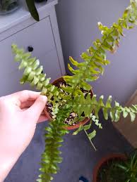 Image result for ledviník