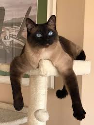 Black And White Siamese Cat 16 Quotes Only Siamese Cat Owners Will Understand The Paws Siamese Kittens Cute Cats Kittens