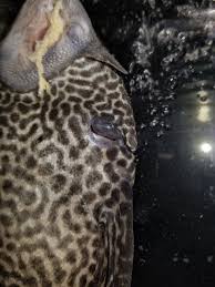 We did not find results for: Growth In My Pleco S Mouth Aquariacentral Com