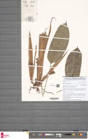 Image result for Halopegia azurea