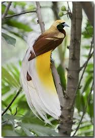 Lesser Bird Of Paradise Images Lesser Bird Of Paradise Birds Of Paradise Beautiful Birds Rare Birds