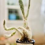 Snake plant and pencil cactus home decor