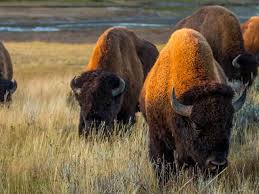 Bison From A Distance Bison Great Plains Tribal Community