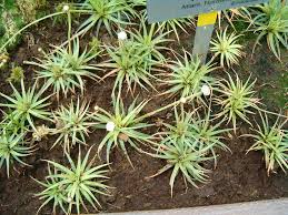 Image result for Eriocaulon