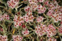 Image result for Helichrysum candolleanum