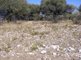 Image result for Geigeria burkei