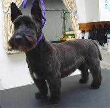 Image Result For Scottish Terrier Haircut Dog Haircuts Westie Dogs Scottie Terrier