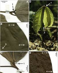 Image result for Englerodendron mengei