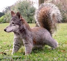 Brilliant Beautiful And Crazy Animal Mashup Human Creativity Rearranging Nature Into Something New And Be Animal Mashups Photoshopped Animals Weird Animals