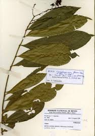 Image result for Campylospermum