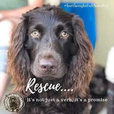 Rescue It S Not Just A Verb It S A Promise Spaniel Rescue Boykin Spaniel Rehoming