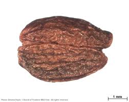 Image result for Bridelia duvigneaudii