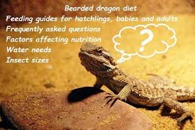Bearded Dragon Diet 3 How To Feed Guides And Faq