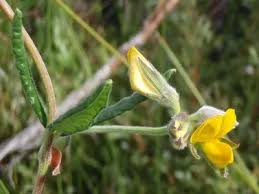 Image result for Rhynchosia procurrens