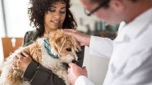 With paul hampton, joe silver, lynn lowry, allan kolman. Bei Parasiten Zum Tierarzt Hunde Und Katzen Parasitenbekampfung