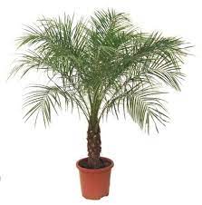 Pin On Garden Plants I Like