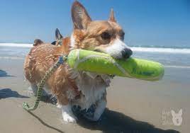 June 2012 San Diego Corgi Meetup Coronado Dog Beach Corgi Corgi Dog Dog Beach