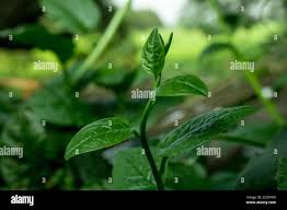 Image result for Basellaceae