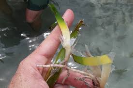 Image result for Thalassia hemprichii