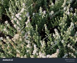 Image result for Cressa cretica